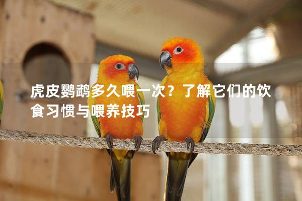 虎皮鹦鹉多久喂一次？了解它们的饮食习惯与喂养技巧