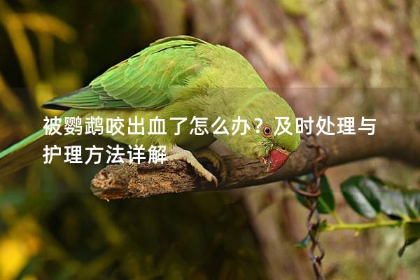被鹦鹉咬出血了怎么办？及时处理与护理方法详解