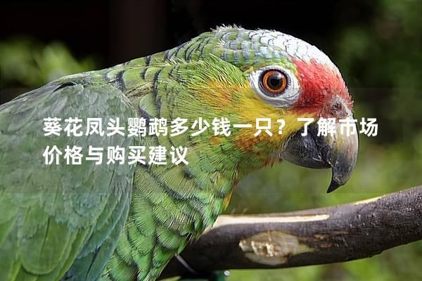 葵花凤头鹦鹉多少钱一只？了解市场价格与购买建议