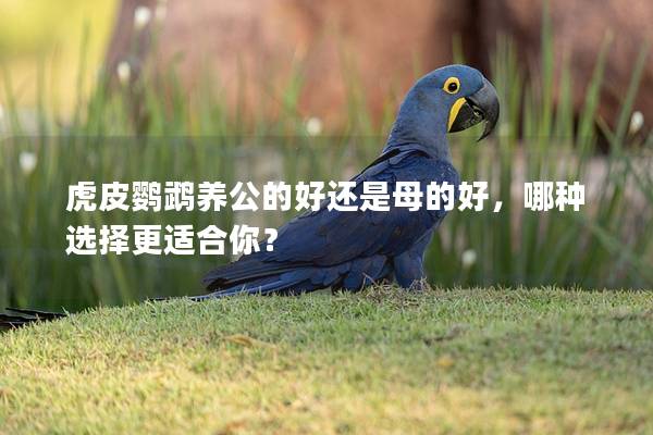 虎皮鹦鹉养公的好还是母的好，哪种选择更适合你？