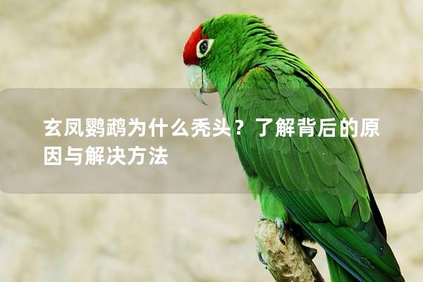 玄凤鹦鹉为什么秃头？了解背后的原因与解决方法