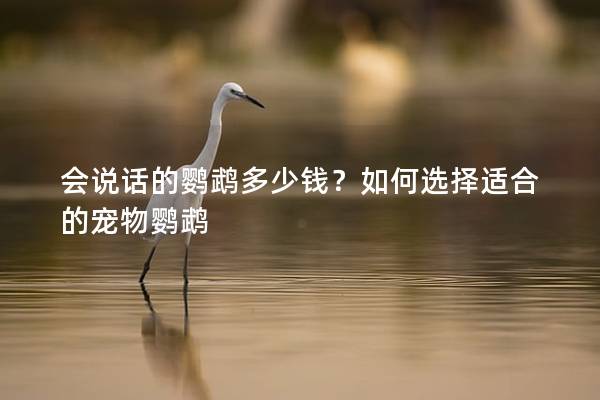 会说话的鹦鹉多少钱？如何选择适合的宠物鹦鹉