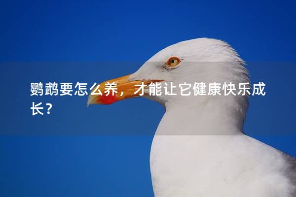 鹦鹉要怎么养，才能让它健康快乐成长？