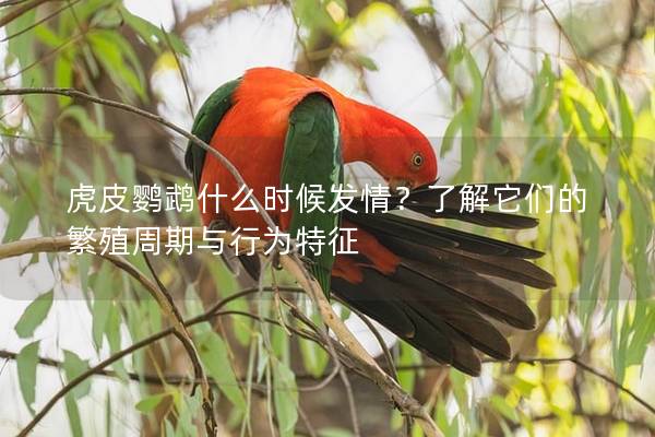 虎皮鹦鹉什么时候发情？了解它们的繁殖周期与行为特征
