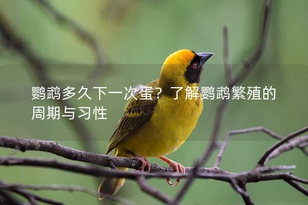 鹦鹉多久下一次蛋？了解鹦鹉繁殖的周期与习性