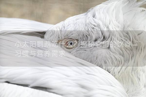 小太阳鹦鹉吃什么？揭秘它们的饮食习惯与营养需求