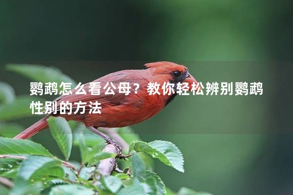 鹦鹉怎么看公母？教你轻松辨别鹦鹉性别的方法