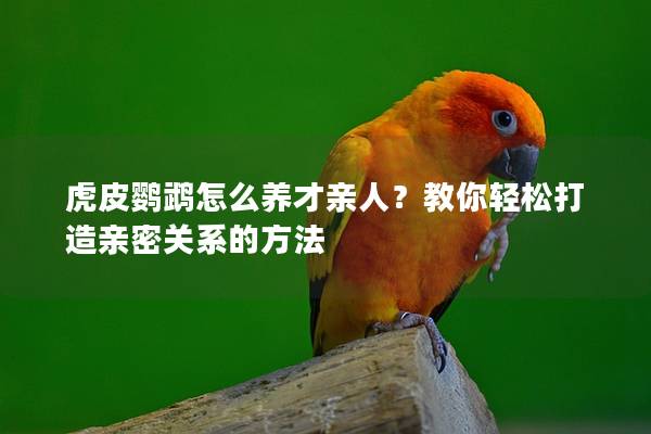 虎皮鹦鹉怎么养才亲人？教你轻松打造亲密关系的方法