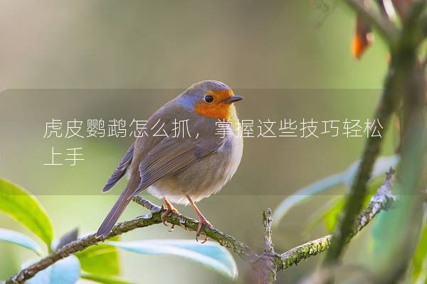 虎皮鹦鹉怎么抓，掌握这些技巧轻松上手
