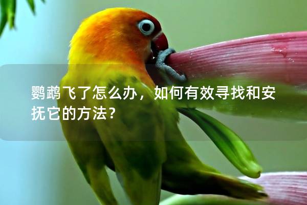 鹦鹉飞了怎么办，如何有效寻找和安抚它的方法？