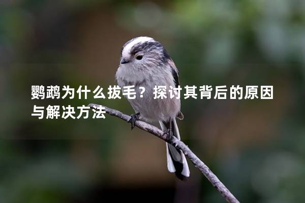 鹦鹉为什么拔毛？探讨其背后的原因与解决方法