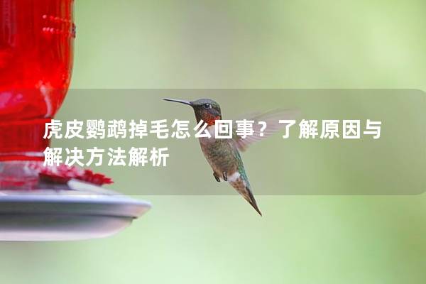 虎皮鹦鹉掉毛怎么回事？了解原因与解决方法解析