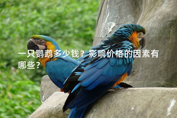 一只鹦鹉多少钱？影响价格的因素有哪些？