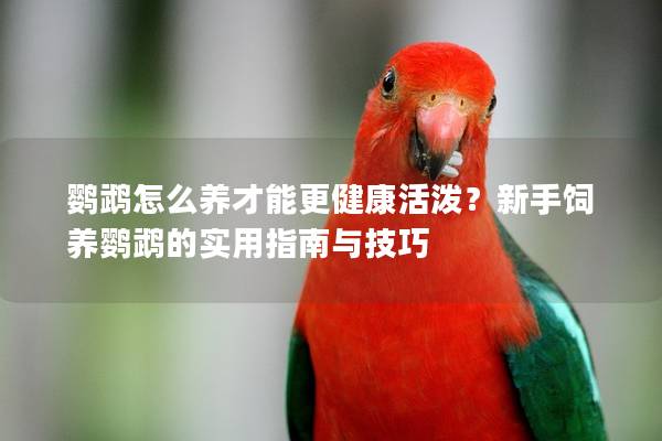 鹦鹉怎么养才能更健康活泼？新手饲养鹦鹉的实用指南与技巧