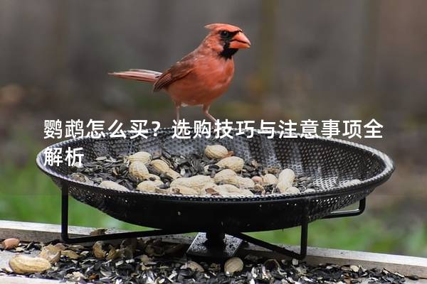 鹦鹉怎么买？选购技巧与注意事项全解析