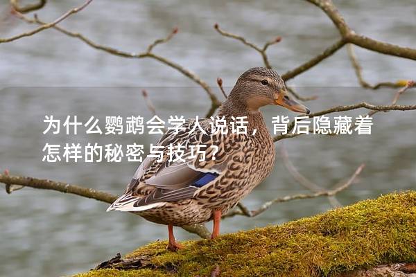 为什么鹦鹉会学人说话，背后隐藏着怎样的秘密与技巧？