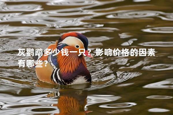 灰鹦鹉多少钱一只？影响价格的因素有哪些？
