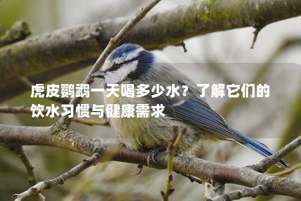 虎皮鹦鹉一天喝多少水？了解它们的饮水习惯与健康需求