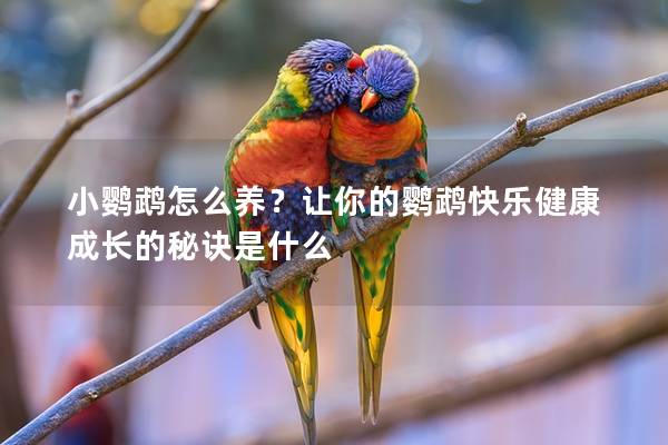 小鹦鹉怎么养？让你的鹦鹉快乐健康成长的秘诀是什么