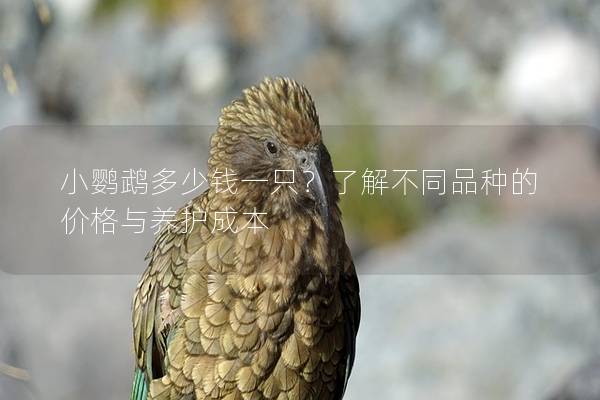 小鹦鹉多少钱一只？了解不同品种的价格与养护成本