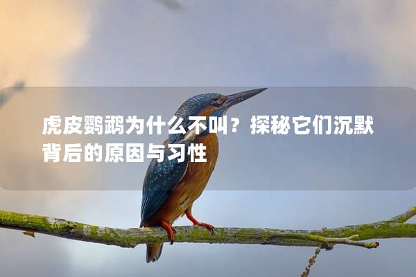 虎皮鹦鹉为什么不叫？探秘它们沉默背后的原因与习性