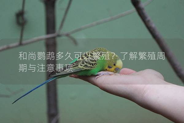 和尚鹦鹉多久可以繁殖？了解繁殖周期与注意事项