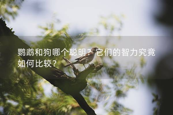 鹦鹉和狗哪个聪明？它们的智力究竟如何比较？