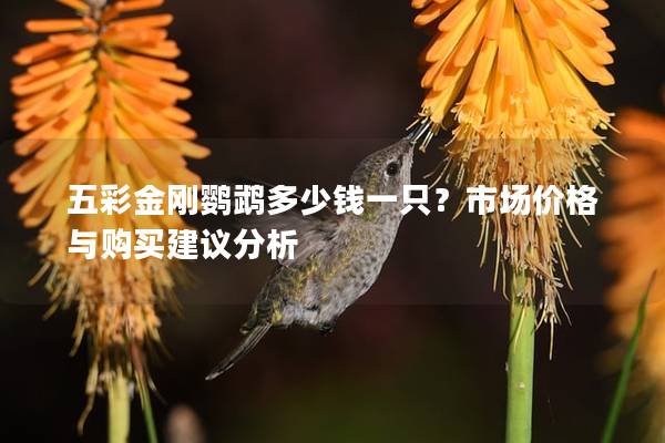 五彩金刚鹦鹉多少钱一只？市场价格与购买建议分析