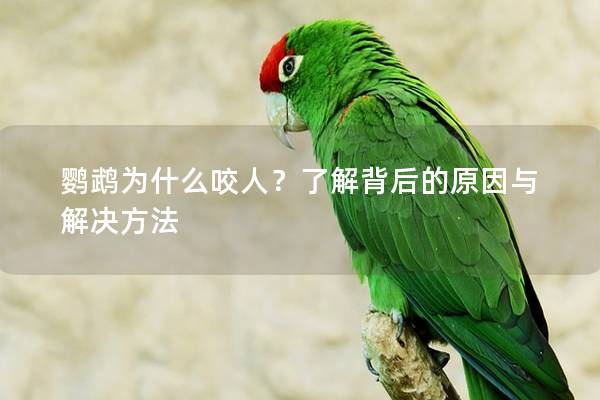鹦鹉为什么咬人？了解背后的原因与解决方法