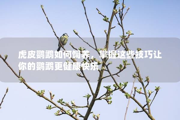 虎皮鹦鹉如何饲养，掌握这些技巧让你的鹦鹉更健康快乐