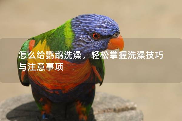 怎么给鹦鹉洗澡，轻松掌握洗澡技巧与注意事项