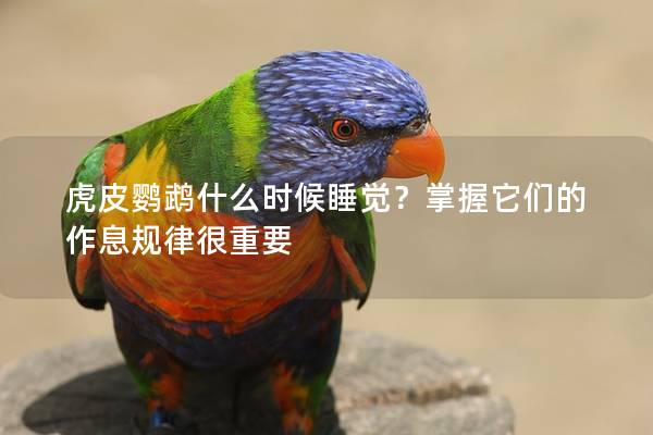 虎皮鹦鹉什么时候睡觉？掌握它们的作息规律很重要