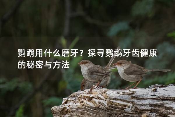 鹦鹉用什么磨牙？探寻鹦鹉牙齿健康的秘密与方法