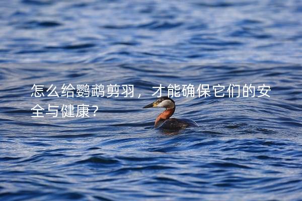 怎么给鹦鹉剪羽，才能确保它们的安全与健康？