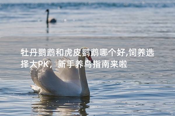 牡丹鹦鹉和虎皮鹦鹉哪个好,饲养选择大PK，新手养鸟指南来啦