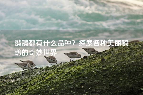 鹦鹉都有什么品种？探索各种美丽鹦鹉的奇妙世界