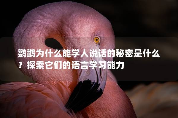 鹦鹉为什么能学人说话的秘密是什么？探索它们的语言学习能力