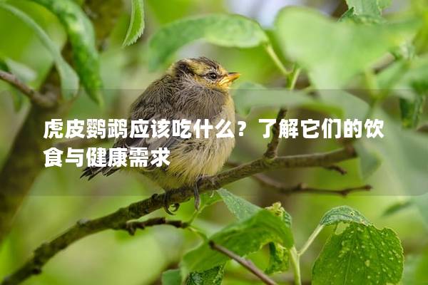 虎皮鹦鹉应该吃什么？了解它们的饮食与健康需求
