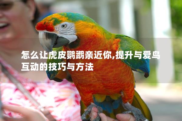 怎么让虎皮鹦鹉亲近你,提升与爱鸟互动的技巧与方法
