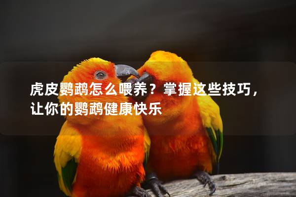 虎皮鹦鹉怎么喂养？掌握这些技巧，让你的鹦鹉健康快乐