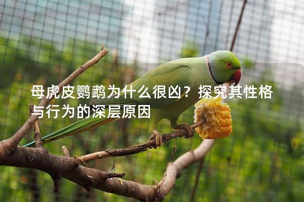 母虎皮鹦鹉为什么很凶？探究其性格与行为的深层原因
