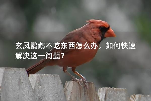 玄凤鹦鹉不吃东西怎么办，如何快速解决这一问题？