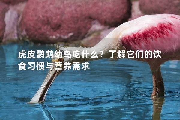 虎皮鹦鹉幼鸟吃什么？了解它们的饮食习惯与营养需求
