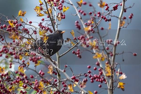 鹦鹉为什么一直叫，究竟是出于什么样的原因呢？