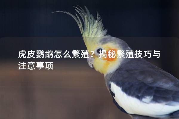 虎皮鹦鹉怎么繁殖？揭秘繁殖技巧与注意事项