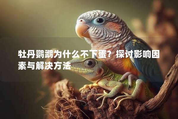 牡丹鹦鹉为什么不下蛋？探讨影响因素与解决方法