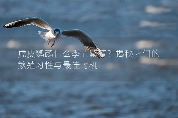 虎皮鹦鹉什么季节繁殖？揭秘它们的繁殖习性与最佳时机