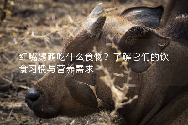 红嘴鹦鹉吃什么食物？了解它们的饮食习惯与营养需求