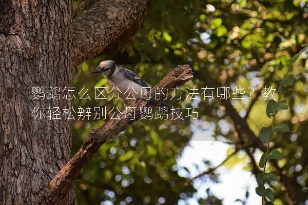 鹦鹉怎么区分公母的方法有哪些？教你轻松辨别公母鹦鹉技巧