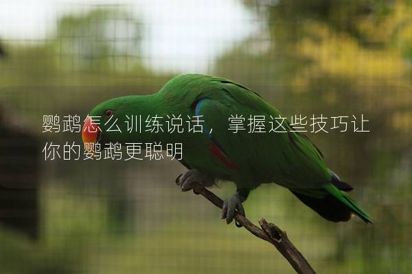 鹦鹉怎么训练说话，掌握这些技巧让你的鹦鹉更聪明